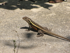 Sceloporus teapensis