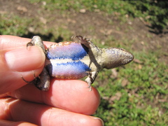 Sceloporus teapensis