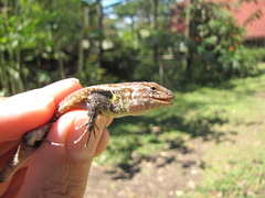 Sceloporus teapensis