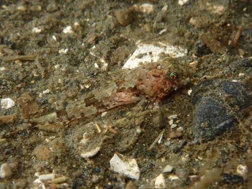 Comb sculpin (Icelinus borealis) — Cottidae