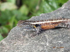 Sceloporus teapensis