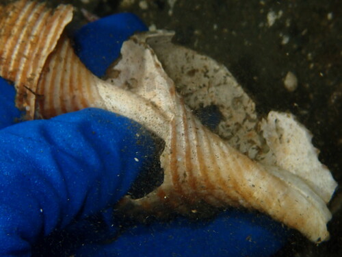 Neptunea lyrata observed 2025-11-19