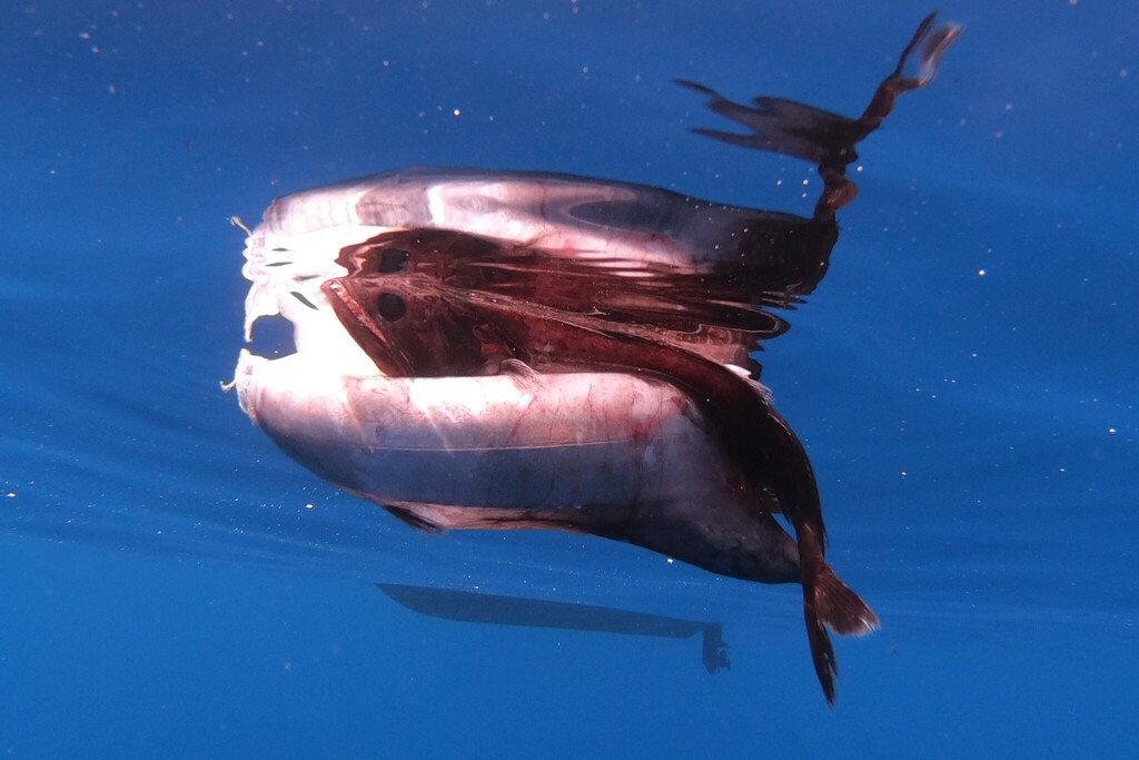 Black Swallower