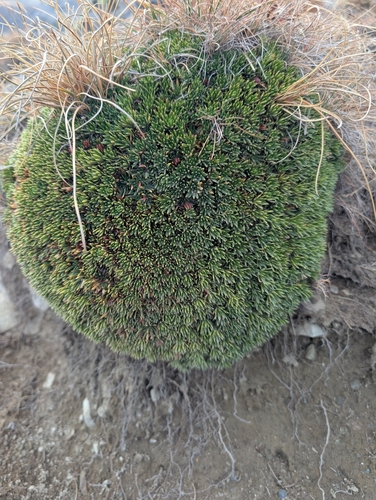 Saxifraga juniperifolia, photograph 5