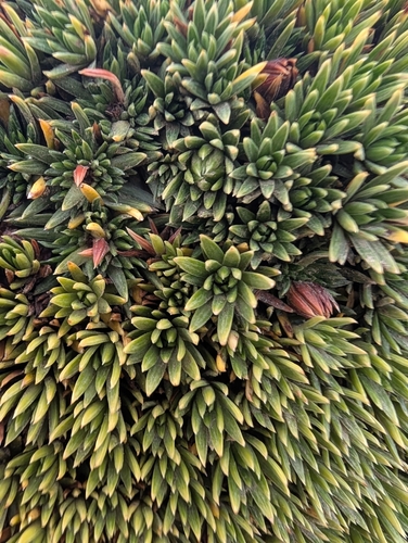 Saxifraga juniperifolia, photograph 4