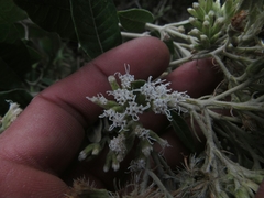 Ageratina asclepiadea