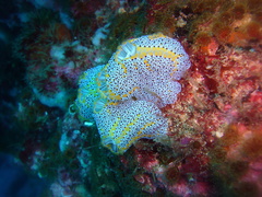 Botrylloides magnicoecus