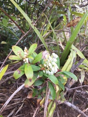 Gaultheria paniculata