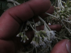 Ageratina asclepiadea