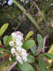 Gaultheria paniculata