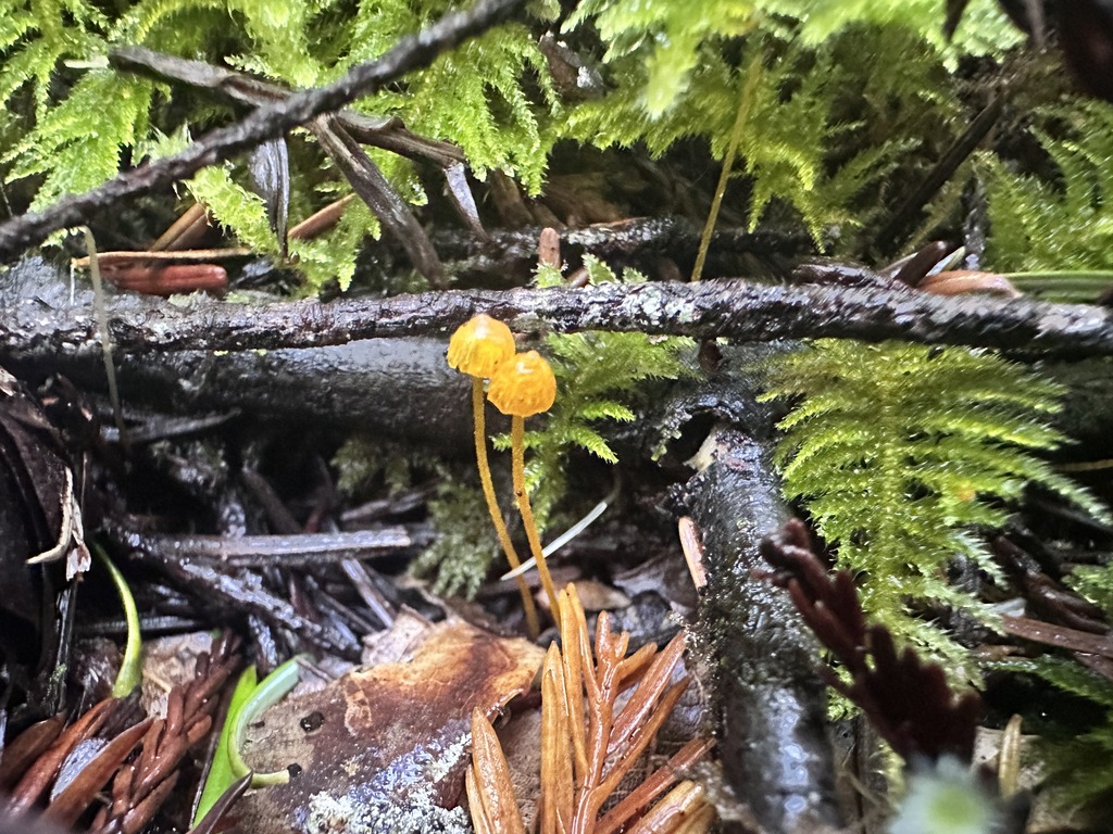 Mycena oregonensis · November 2025 · photo: © katrinamccollough (iNaturalist, cc0)