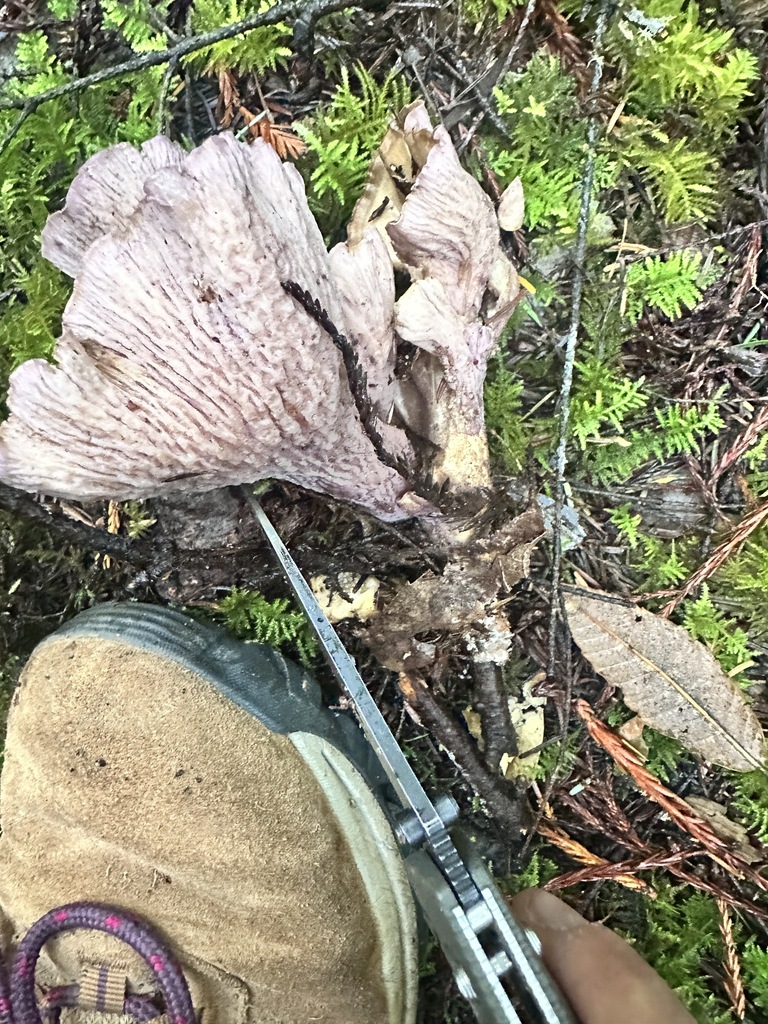 Gomphus clavatus · November 2025 · photo: © katrinamccollough (iNaturalist, cc0)