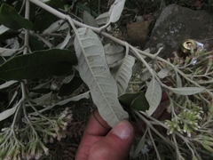 Ageratina asclepiadea