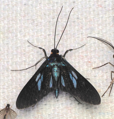 Syllepte coelivitta
