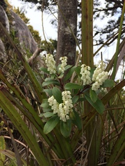 Gaultheria paniculata