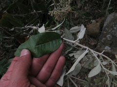 Ageratina asclepiadea