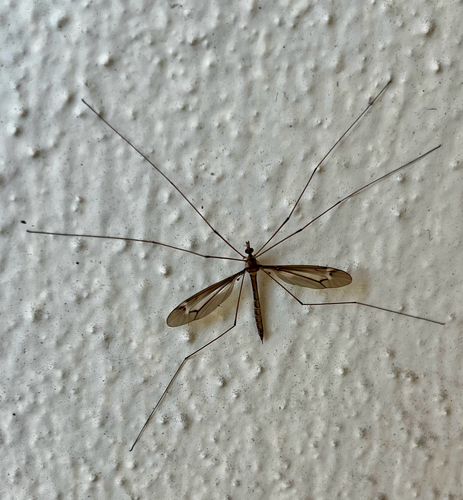 Unknown species found near Iberville St, New Orleans, LA, US