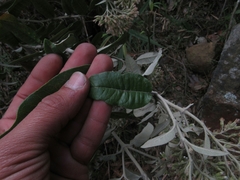 Ageratina asclepiadea