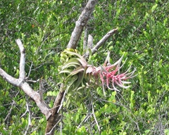 Tillandsia streptophylla