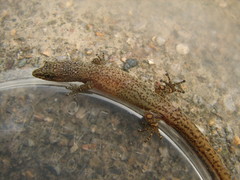 Sphaerodactylus