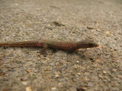 Sphaerodactylus