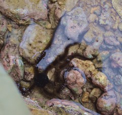 Ophiocoma echinata