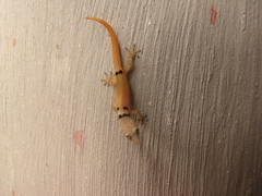 Sphaerodactylus