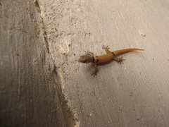 Sphaerodactylus