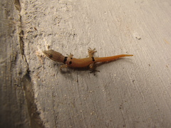 Sphaerodactylus
