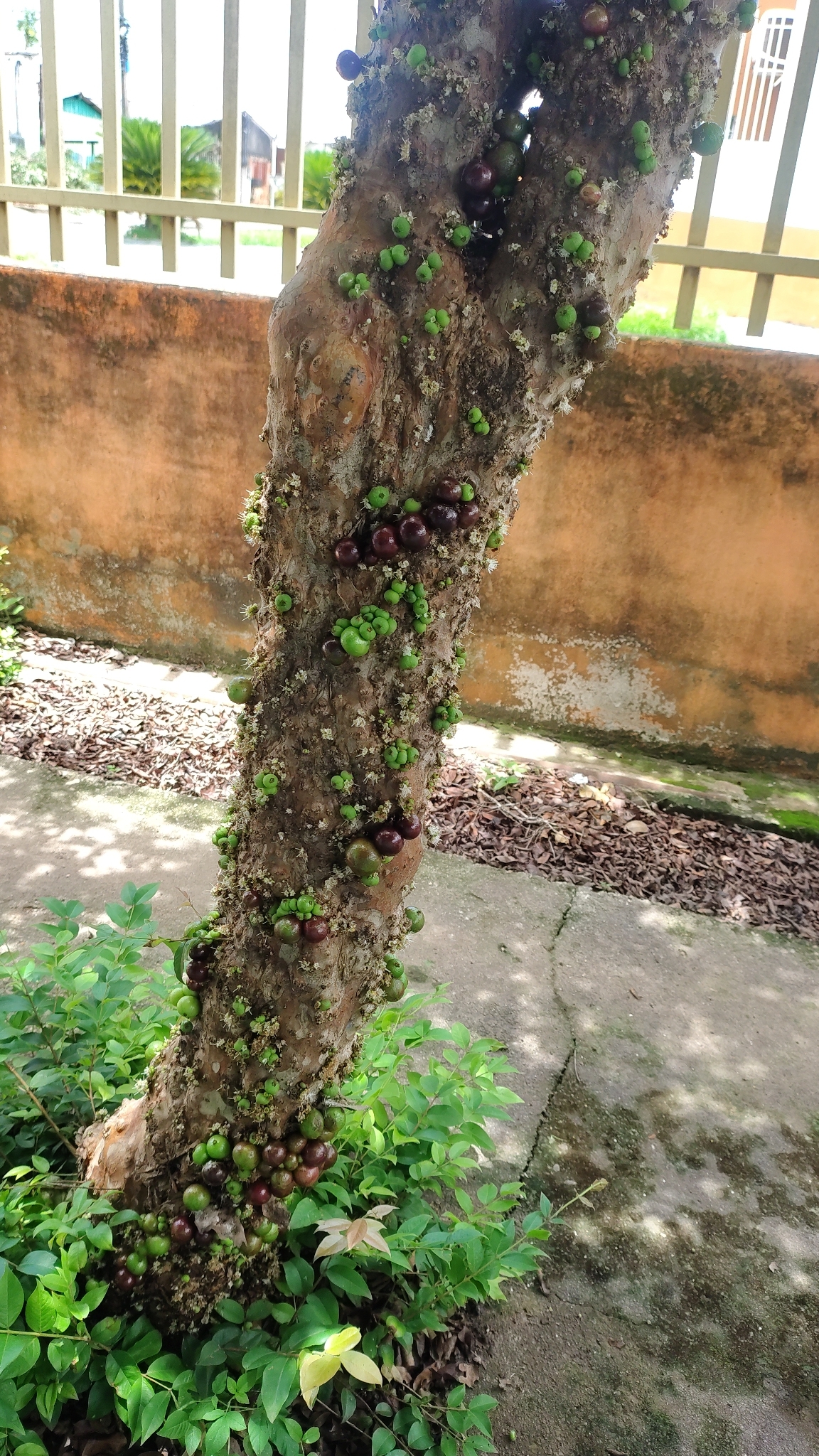 Plinia cauliflora