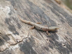 Sphaerodactylus