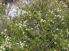 Purnella albifrons