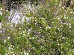 Purnella albifrons