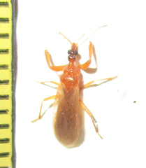 Enicocephalidae
