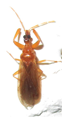 Enicocephalidae