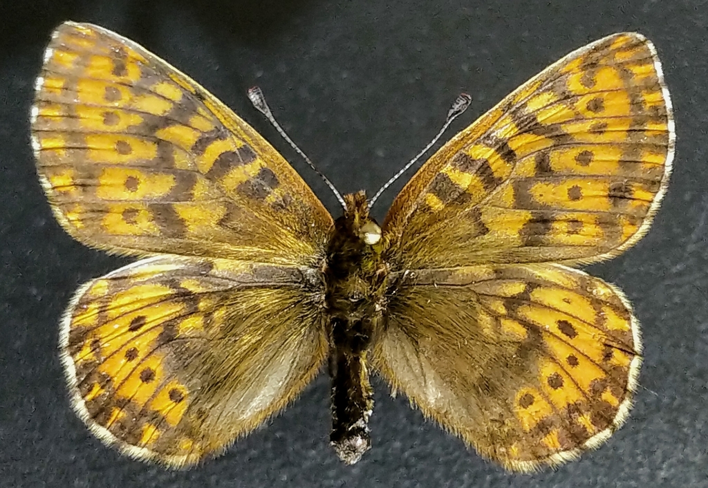 Boloria polaris