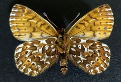 Boloria polaris