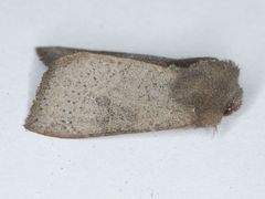 Orthosia transparens