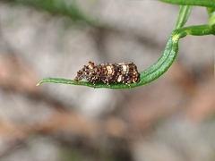 Scolioplecta comptana