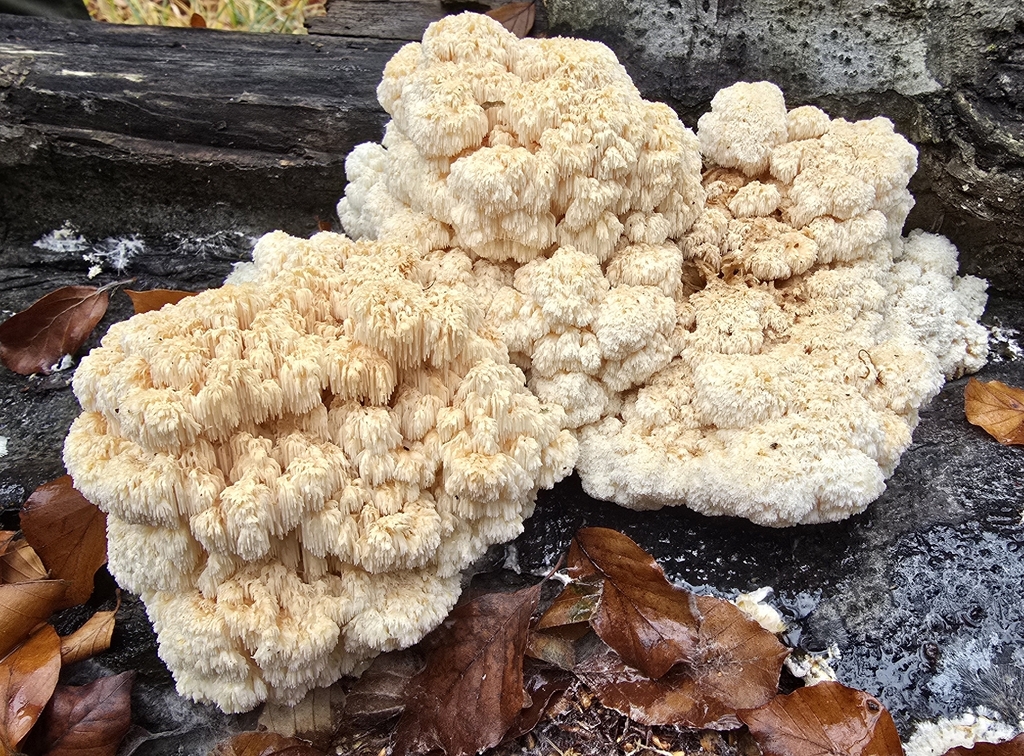 Hericium coralloides · November 2025 · photo: © paulanimigean (iNaturalist, cc-by)