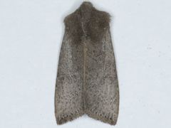 Orthosia transparens