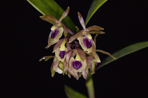 Epidendrum eustirum Ames, F.T.Hubb. & C.Schweinf. 4