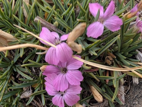 Dianthus microlepis, photograph 3