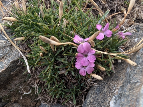 Dianthus microlepis, photograph 5
