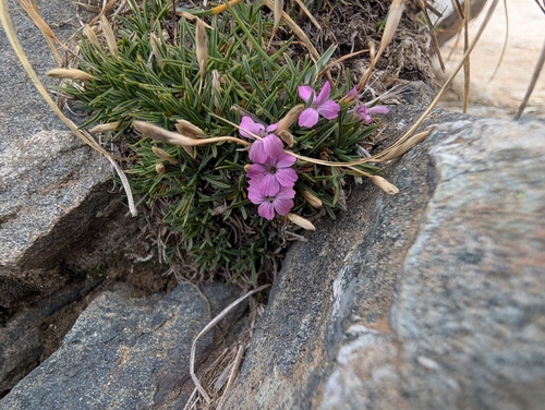 Dianthus microlepis, photograph 4