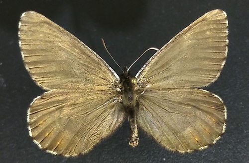 Arctic Grayling