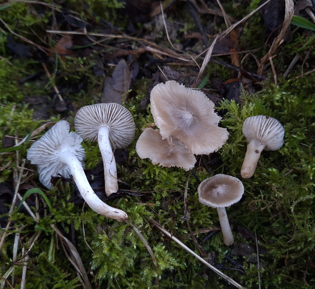 Cuphophyllus fornicatus · November 2025 · photo: © yellowplant (iNaturalist, cc-by)