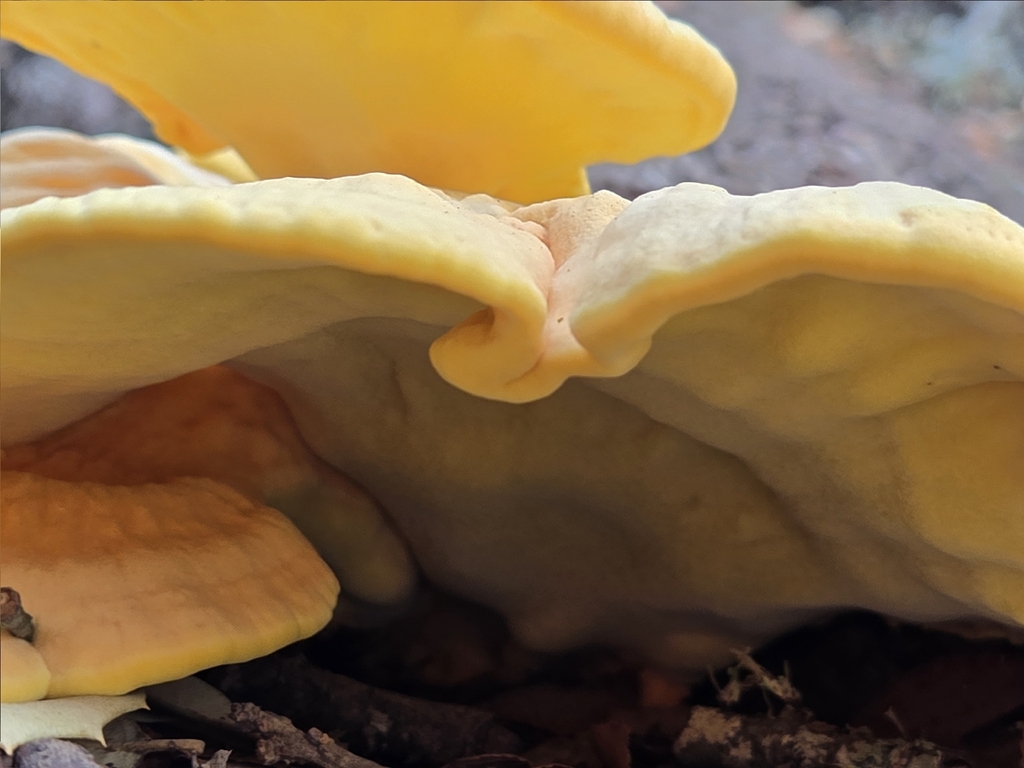 Laetiporus gilbertsonii · November 2025 · photo: © humanbean4383 (iNaturalist, cc-by)