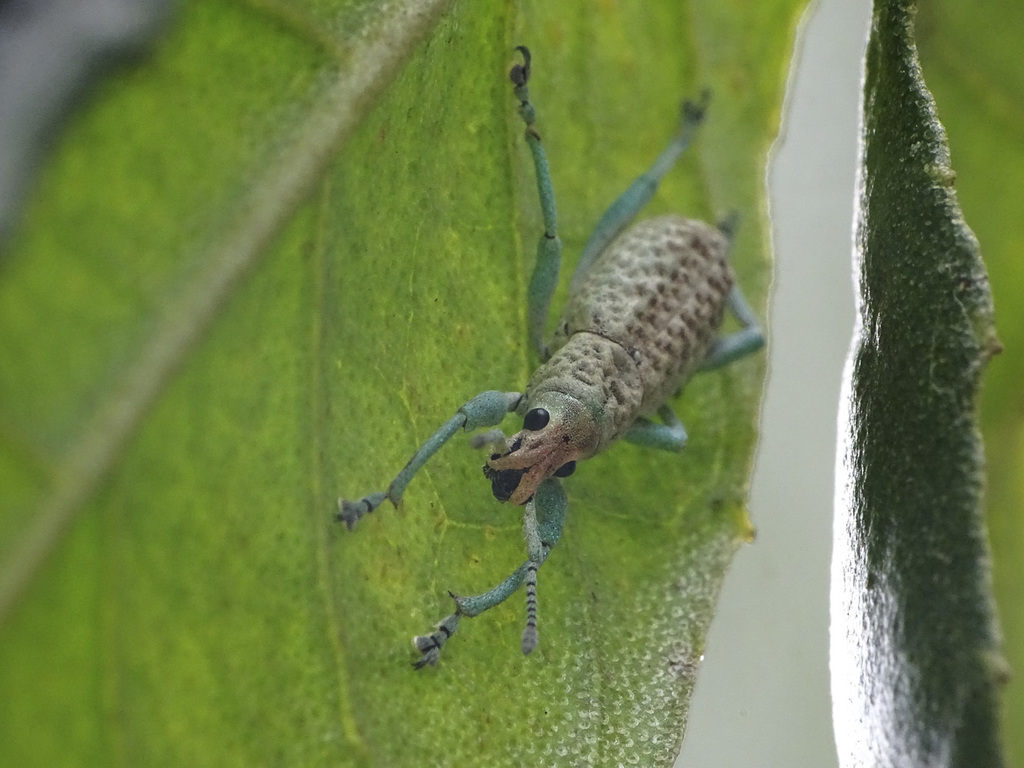 Oxyderces viridipes
