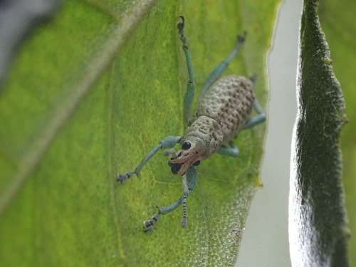 Oxyderces viridipes